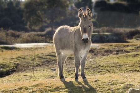 small donkey walking in a meadowの写真素材