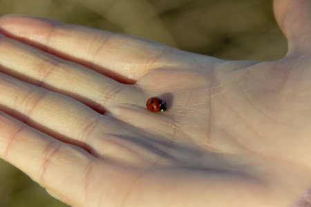 Ladybug on a hand