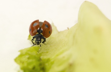 Ladybug eating in a green leafの写真素材