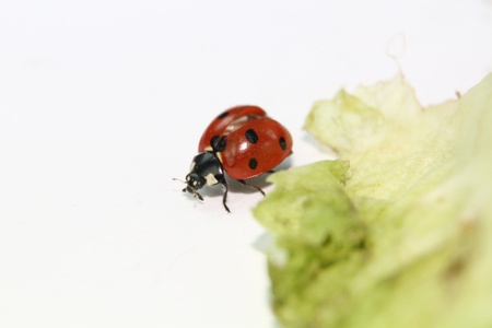 Ladybug eating in a green leafの写真素材