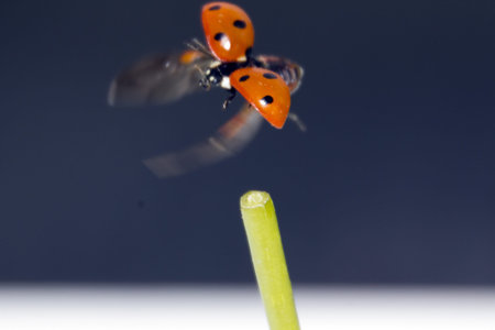 Ladybug flying on a blue background