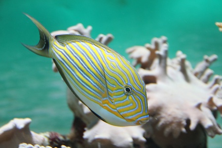 surgeon in Bank of coral fish epulopisciumの写真素材