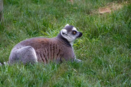 pretty curious lemur
