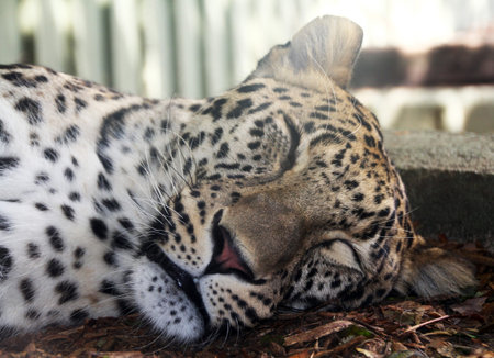 sleeping after eating leopard