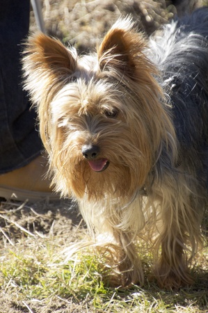 beautiful yorkshire walking through the fieldの写真素材