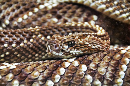terrifying rattlesnake coiled