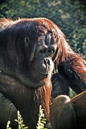 thoughtful orangutan at sunset