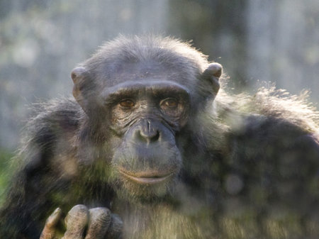 close portrait of an adult chimpanzee