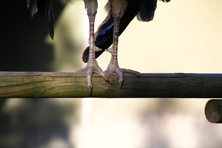 claws of a bird of prey on a branchの写真素材
