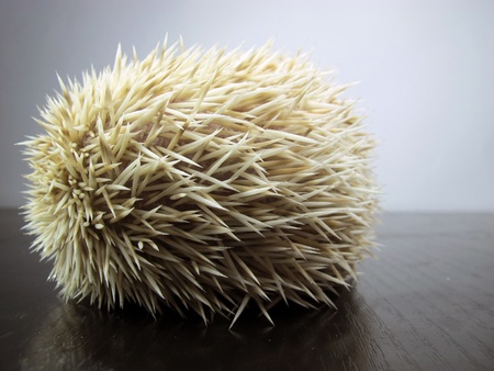 White African posing little hedgehogの写真素材