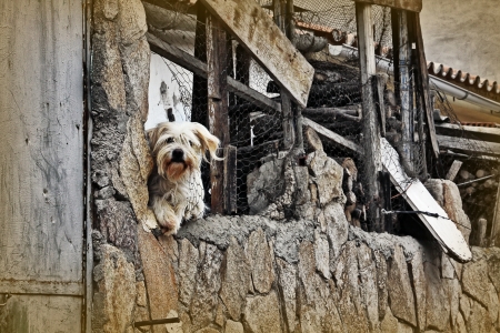 Funny white dog leaning on old houseの写真素材