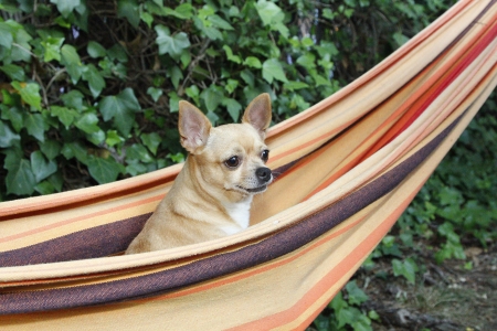 Nice dog standing on a hammockの写真素材