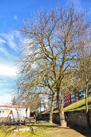 Trees without leaves on blue sky with cloudsの写真素材