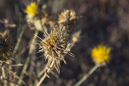(carthamus arborescens) Pretty yellow thistle flower in the fieldの写真素材