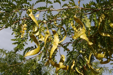 elongated green seeds in the treeの写真素材