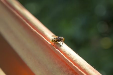wasp resting on a cloth in the gardenの写真素材