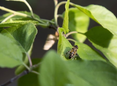 green leaves with curious bee perched on themの写真素材