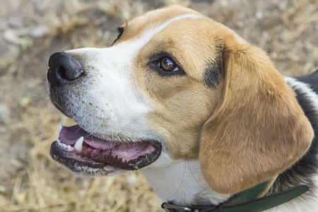 nice dog with the face of happinessの写真素材