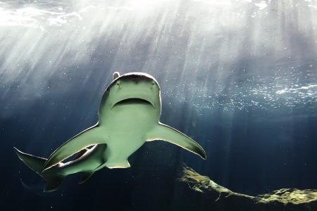 huge bull shark swimmingの写真素材