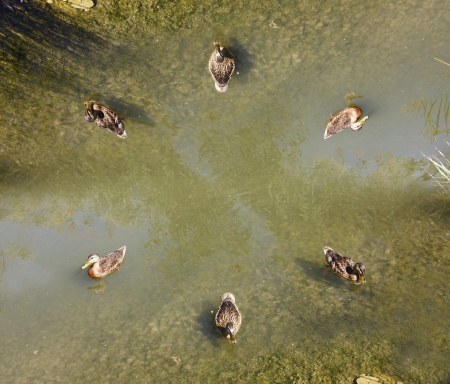 incredible brown ducks in formation over waterの写真素材