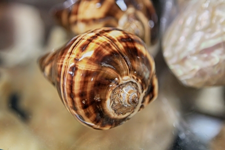 beautiful conch sea of curious shapes and colorsの写真素材