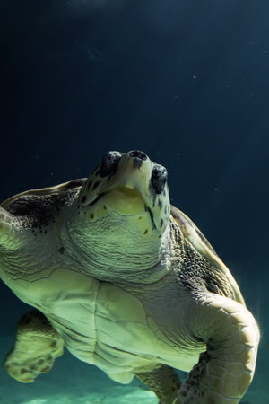 beautiful sea turtle swimming