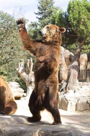 Brown waving bearの写真素材