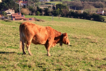 huge brown cows grazing in the Meadowの写真素材