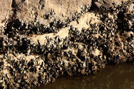 variety of molluscs stuck to a rock during the mare to fall in the sea