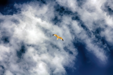 seagulls flying over the sky with white cloudsの写真素材