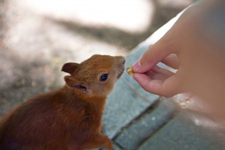 sympathetic squirrel eating from handの写真素材