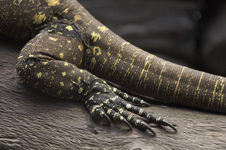 CROCODILE VARANO'S CLAWS