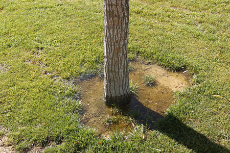 tree with tree grids watered recentlyの写真素材