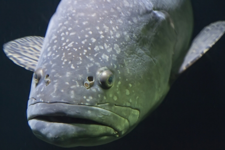 big fish cold waterの写真素材