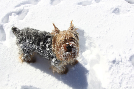 dog yorkshire with long playing in the snow white hairの写真素材