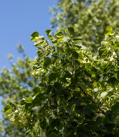 linden seeds beautiful green leaves