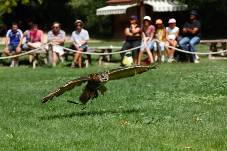 Owl skimming of the groundのeditorial素材