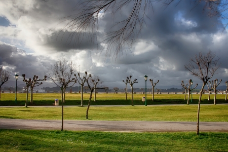 area of trees with storm threatening skyの写真素材