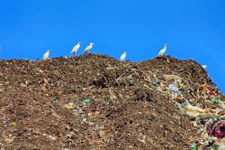 many gulls on a huge mountain of trashの写真素材
