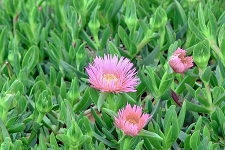 beautiful pink flowers with thin petalsの写真素材