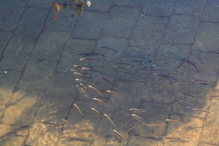 school of fish swimming in a street flooded by rainの写真素材