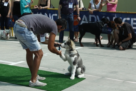 MADRID SPAIN, 21 JULY 2013: Exhibition of national championship dogs, July 21 Madridのeditorial素材