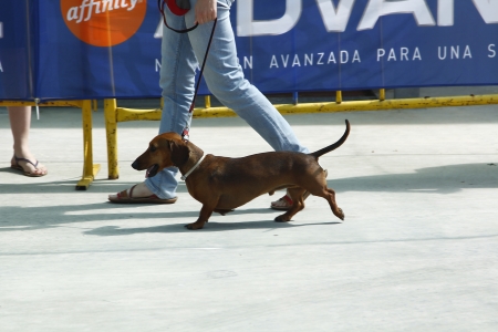 MADRID SPAIN, 21 JULY 2013: Exhibition of national championship dogs, July 21 Madridのeditorial素材