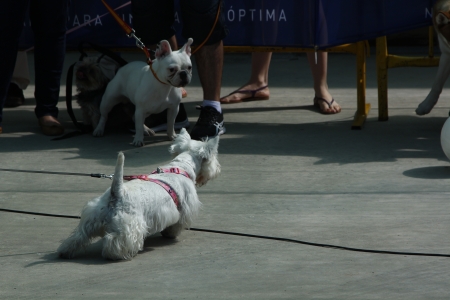 MADRID SPAIN, 21 JULY 2013: Exhibition of national championship dogs, July 21 Madridのeditorial素材