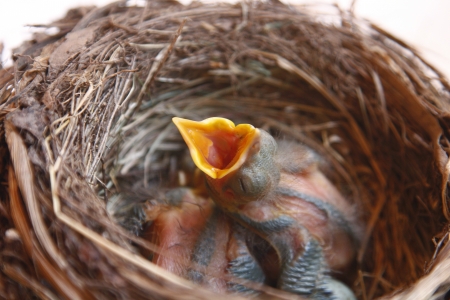 small Blackbirds just leave the egg in the nestの写真素材
