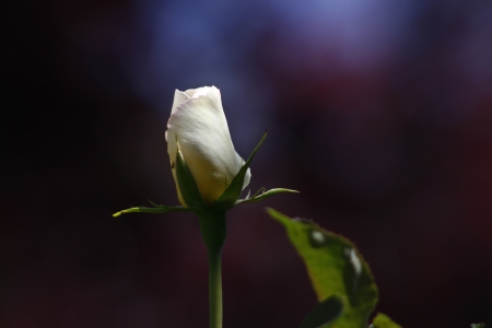 beautiful white roses in the gardenの写真素材