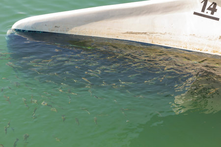 small fish swimming in a port