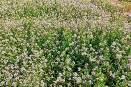 small wild flowers backgroundの写真素材