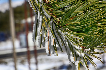 beautiful ice pine branches aboveの写真素材
