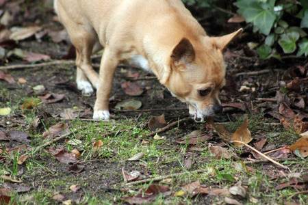 funny chihuahua playing expressivelyの写真素材
